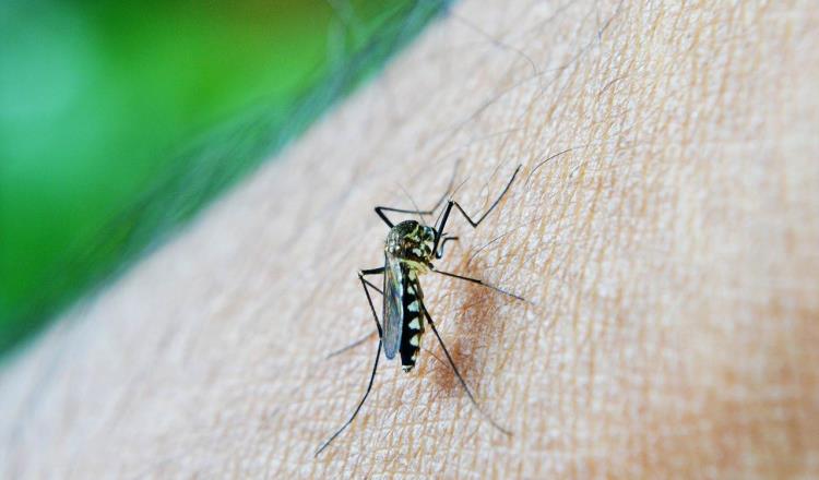 Alerta ISSSTE que reinfecciones por dengue son más graves