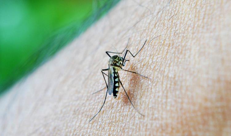 Se posiciona Tabasco en primer lugar nacional en muertes por dengue al sumar 9 decesos