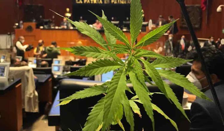 Adorna senadora de Morena, Jesusa Rodríguez su escaño con planta de marihuana