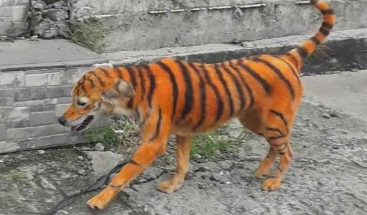 Buscan en Malasia a quienes pintaron a perro como si fuera un tigre
