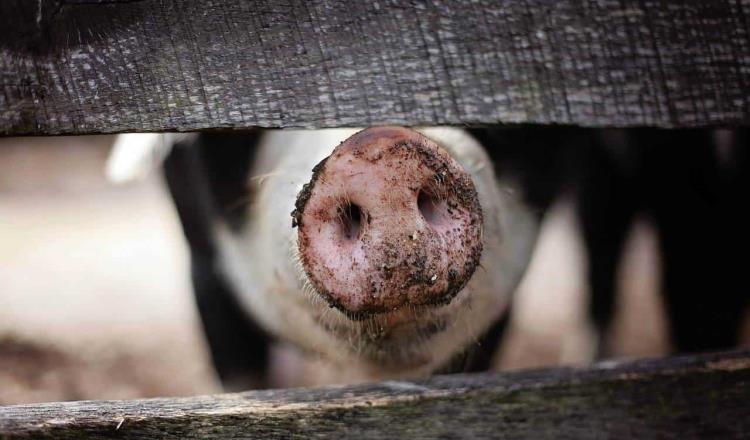 Confirma Alemania primer caso de peste porcina