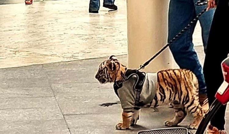 Continúa PROFEPA con investigación del tigre cachorro visto en plaza comercial de la CDMX