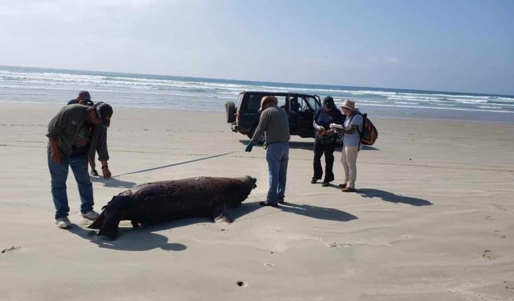 PROFEPA abre investigación por muerte de 137 lobos marinos en Baja California Sur