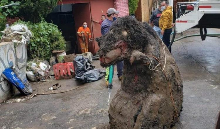 Localizan “rata gigante” en drenaje de la Ciudad de México; se trata de una botarga abandonada 