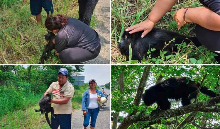 Pareja rescata a mono saraguato que fue atropellado en carretera de Chiapas