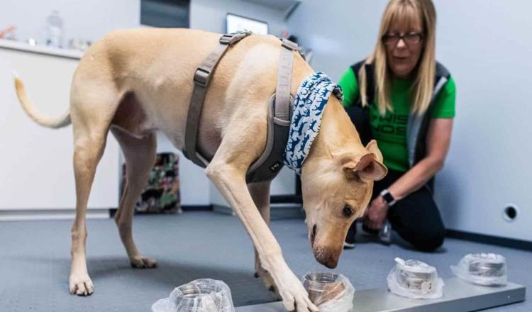 Aeropuerto de Helsinki en Finlandia utilizará perros entrenados para detectar a contagiados de Covid
