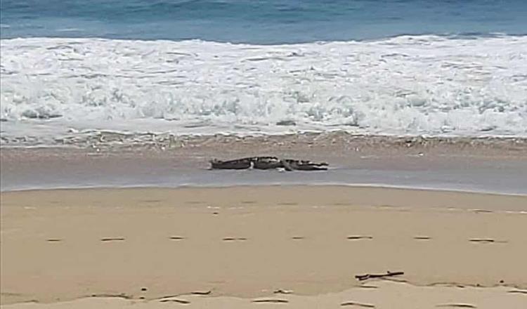 Avistan cocodrilo de casi tres metros en la playa de Pie de la Cuesta en Acapulco