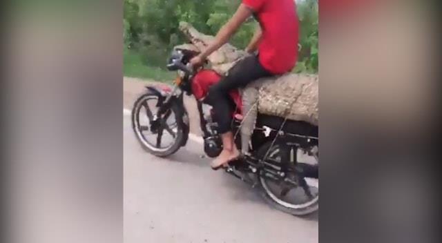 Jóvenes en Sinaloa sacan a Cocodrilo de su hábitat y lo transportan en moto 