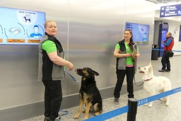 Usan perros para detectar presencia de coronavirus en Aeropuerto de Helsinki, Finlandia