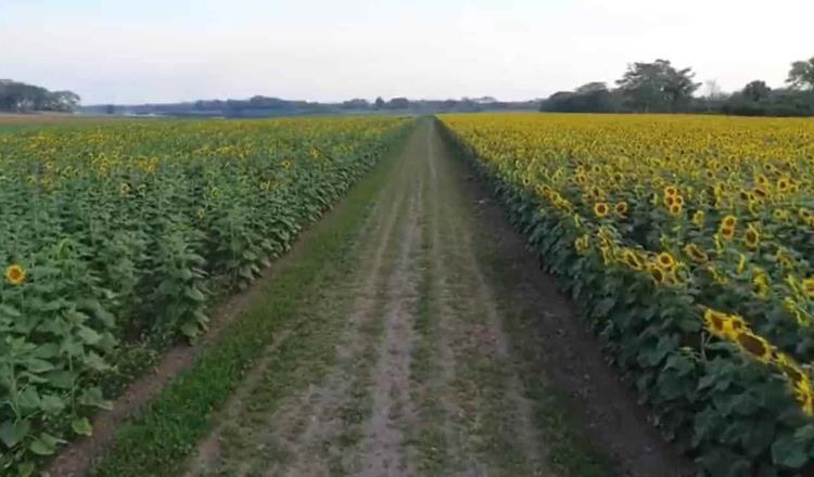 Por pandemia, Santuario de los Girasoles no realizará siembra, anuncia Comité Organizador