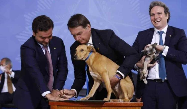 Promulga Jair Bolsonaro ley contra el maltrato animal
