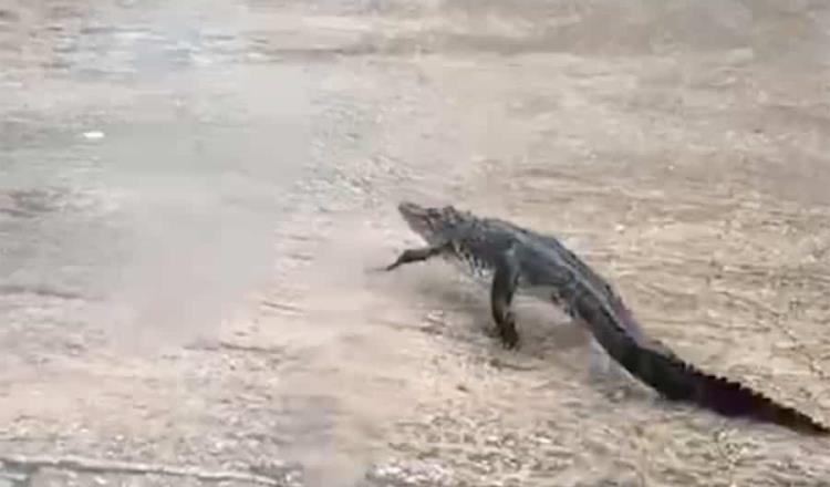 Tras fuertes lluvias, captan a cocodrilo en calles de la López Mateos