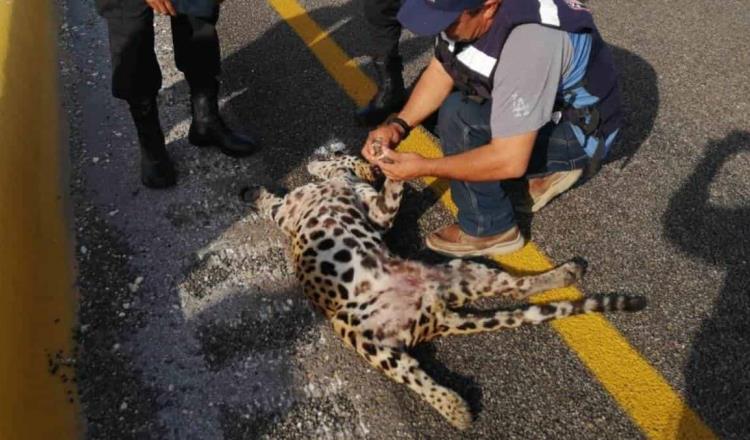 Confirma PROFEPA muerte de jaguar atropellado en Campeche