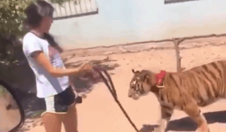 Niña es captada por un automovilista cuando paseaba un tigre por la calle en Guasave, Sinaloa