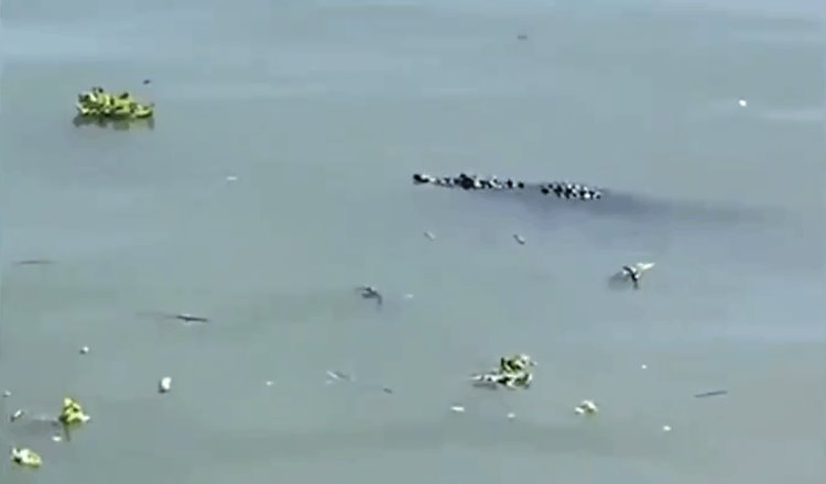 Viralizan en redes sociales el avistamiento de un cocodrilo en el Lago de Chapala