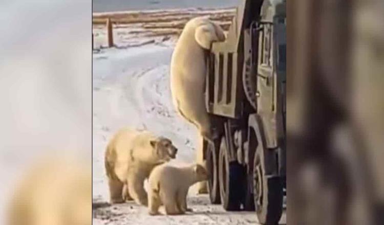 Captan a osos polares buscando comida en camión de basura en Rusia