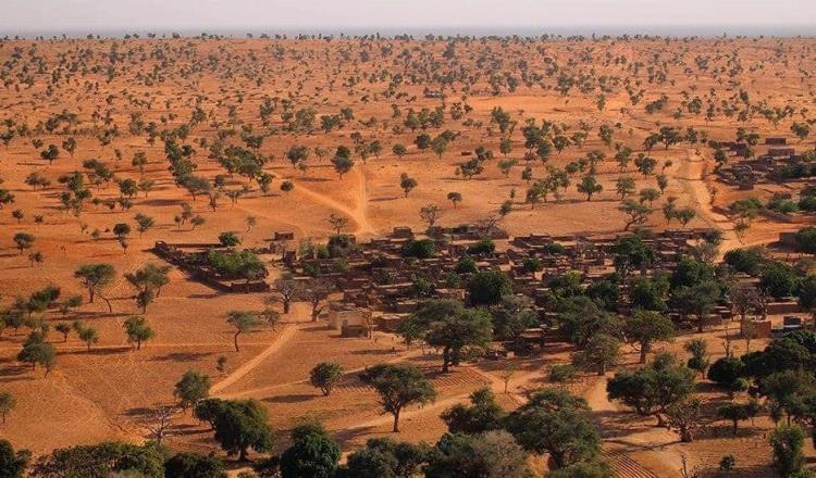 Científicos descubren millones de árboles en el desierto del Sahara