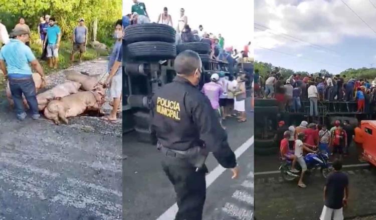 Vuelca tráiler en la carretera Campeche-Mérida; se llevan más de 200 cerdos