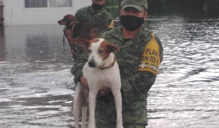 Contabiliza “Caninos 911” más de 50 perros ahogados en las inundaciones; sus dueños los abandonaron