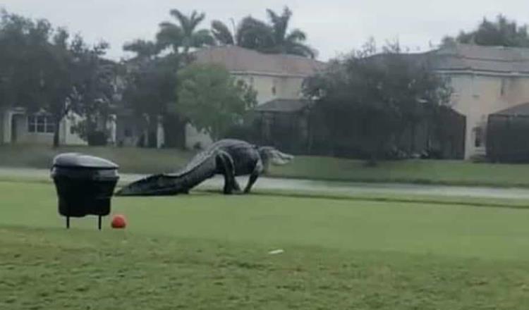 Se vuelve viral enorme caimán que pasea por campo de golf en Florida