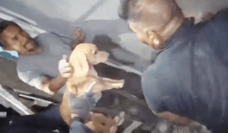Rescatan policías de CDMX a Boody, perrito atorado entre dos paredes