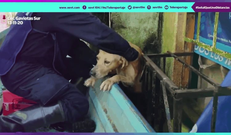 Rescata Marina a perro abandonado en medio de las inundaciones en Gaviotas Sur