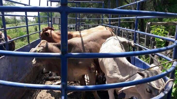 Reportan 7 mil cabezas de ganado muertas tras inundación en Macuspana