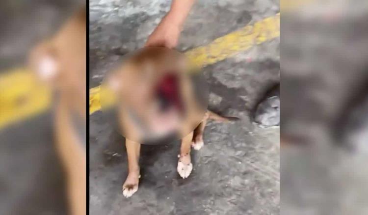 Agreden a canino en la colonia Pino Suárez; con un cuchillo le sacaron un ojo