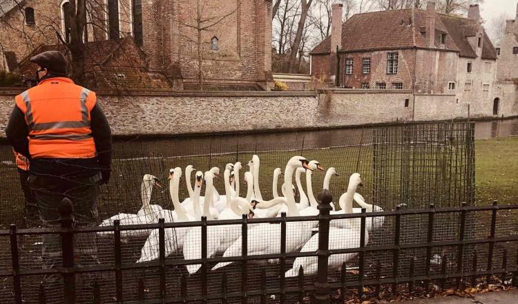 Confinan a 120 cisnes de canales de Brujas, Bélgica, para protegerlos de la gripe aviar