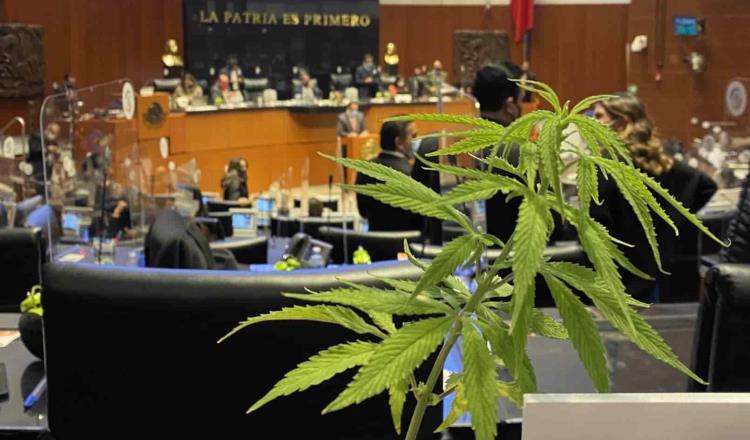 Diputado federal Sergio Pérez solicita permiso para sembrar marihuana en el patio central de la Cámara 