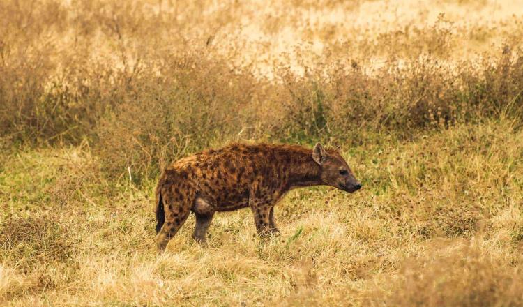 Hombre es sacado de su casa por hienas y comido en Zimbabue