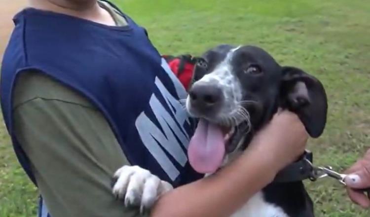 Integra SEMAR a sus filas a un segundo canino rescatado de las inundaciones de Tabasco; estaba atrapado en una alcantarilla 