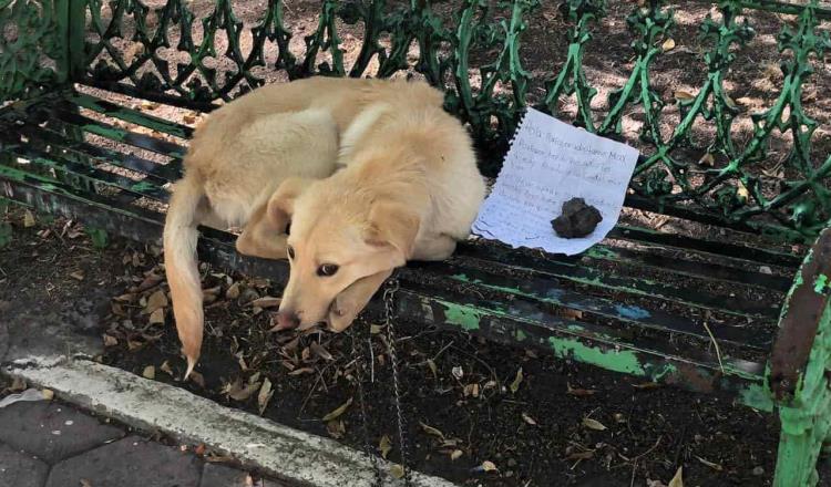 Abandonan a canino en Ciudad de México; dejan nota para que lo adopten