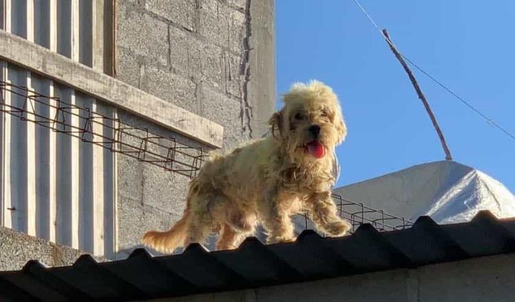Reporta Caninos 911 rescate de 70 perros de zonas inundadas