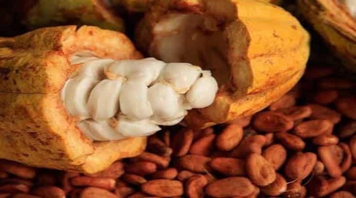 Pide diputada del PRI que censo para productores de cacao no se vicie con el proceso electoral