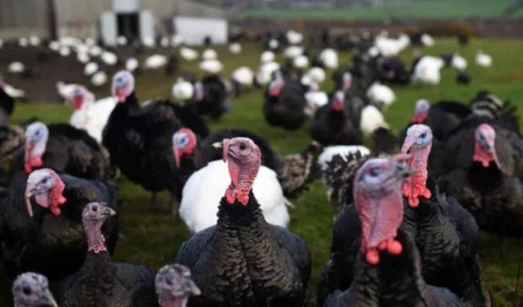 Detectan brote de gripe aviar en granja de pavos de Reino Unido