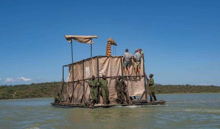 Inician en Kenia, operativo para rescatar a jirafas atrapadas en isla tras fuertes inundaciones