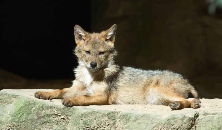 Capturan a coyote en inmediaciones del IMSS en Nuevo León