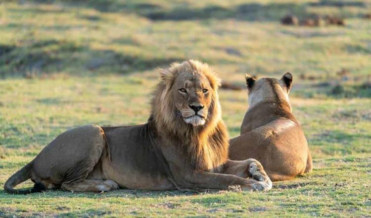 Dan positivo a Covid-19 cuatro leones de zoológico en España