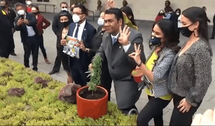 Diputados de Morena siembran planta de marihuana en el patio del Congreso