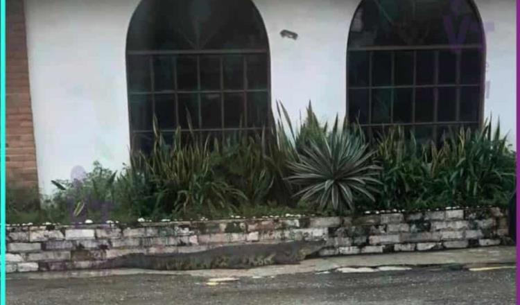 Capturan cocodrilo de 2 metros y medio… en avenida Méndez de Villahermosa
