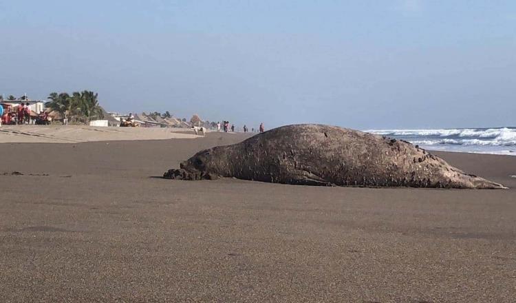 En Chiapas, elefante marino es captado a la orilla de una playa