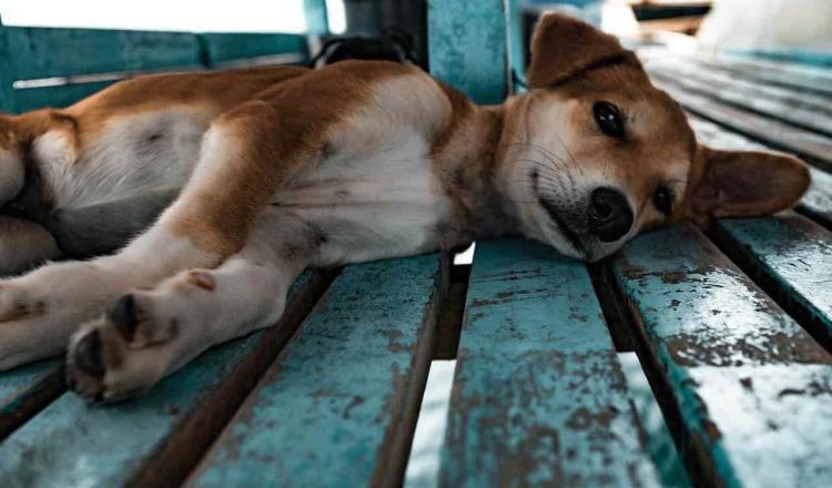 Denuncia “Caninos 911” práctica de cruza indiscriminada de perros para comercializarlos