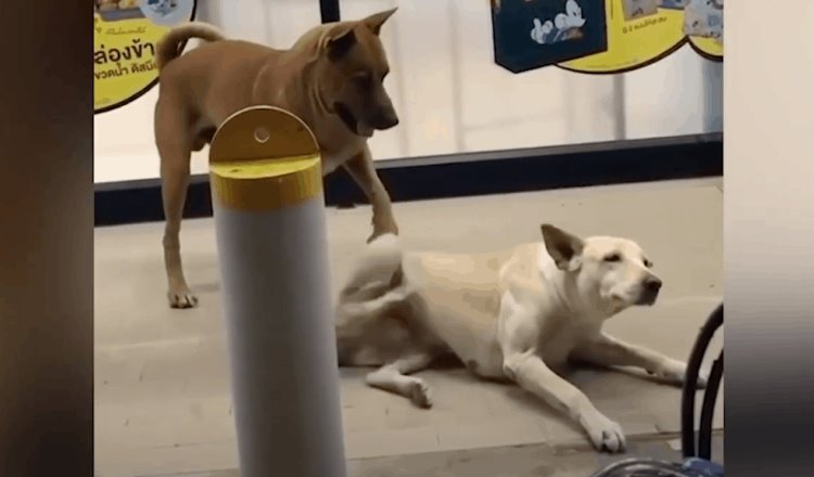 En Tailandia, perro causa conmoción al rascar el lomo de su amigo