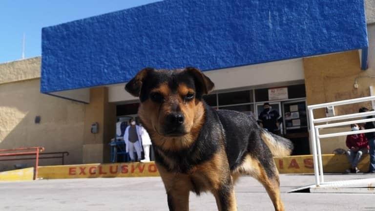 Perro espera afuera de hospital de Tamaulipas… su dueño murió de Covid