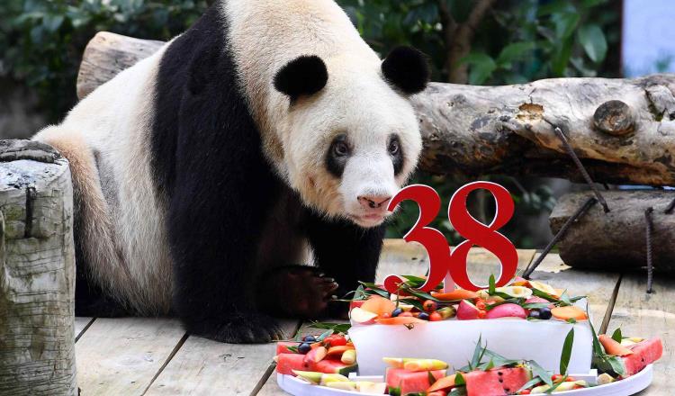Muere XinXing, la osa panda en cautiverio más vieja del mundo.