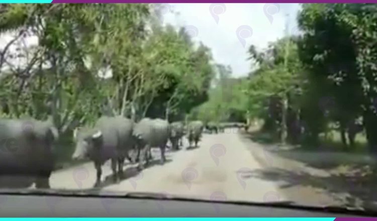 Causa asombro manada de búfalos de agua movilizándose sobre carretera rural de Huimanguillo