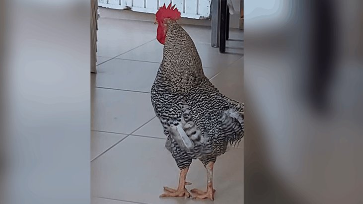 ¡No es broma! Familia de Boca del Río busca en Facebook a su gallo llamado Pánfilo; usuarios bromean que ya fue cocinado 
