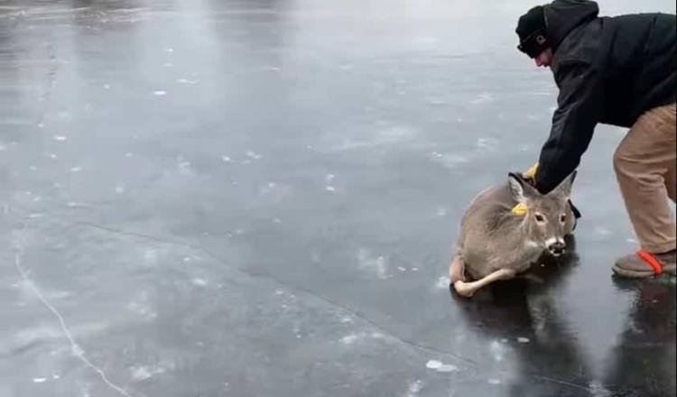 En Wisconsin, un hombre rescata a ciervo tras haber quedado varado en un lago congelado