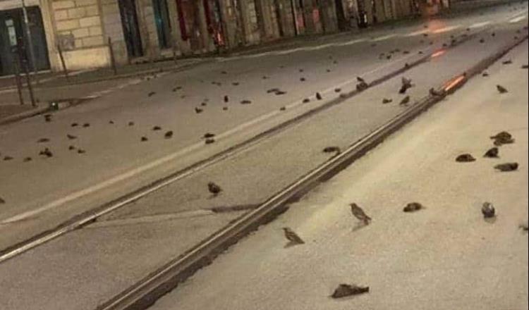 En Roma, cientos de aves mueren por fuegos artificiales, acusan activistas